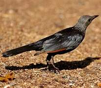 Red-winged Starling