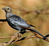 Red-winged Starling