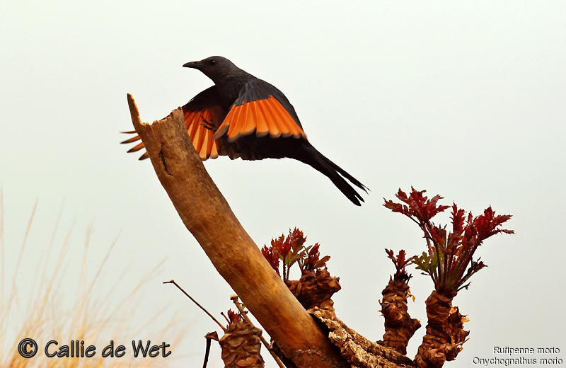 Red-winged Starlingadult