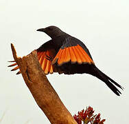 Red-winged Starling