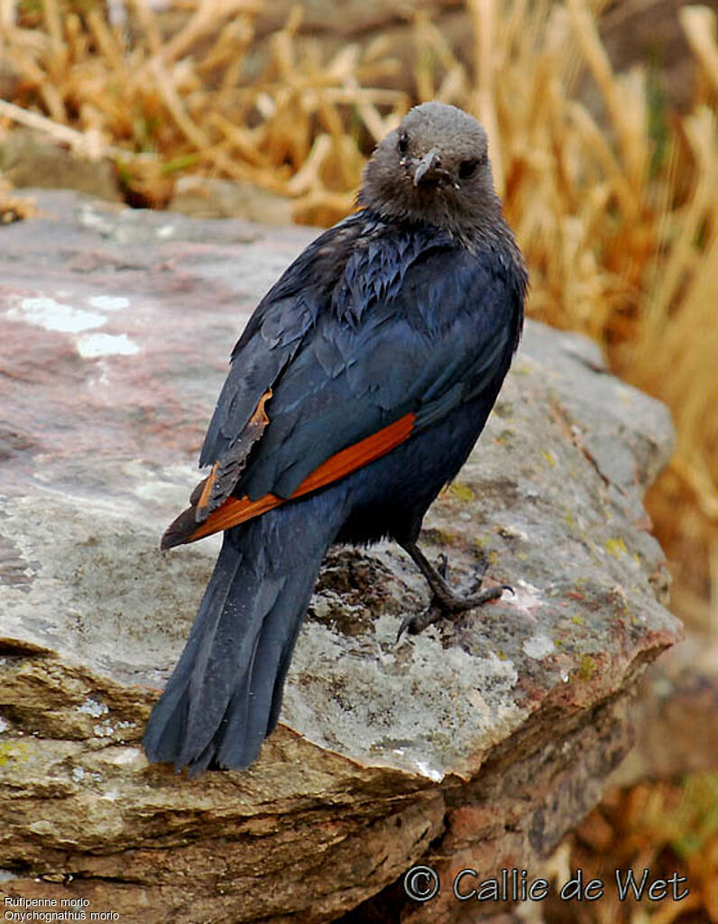 Red-winged Starling female adult