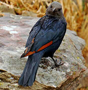 Red-winged Starling