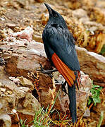 Red-winged Starling