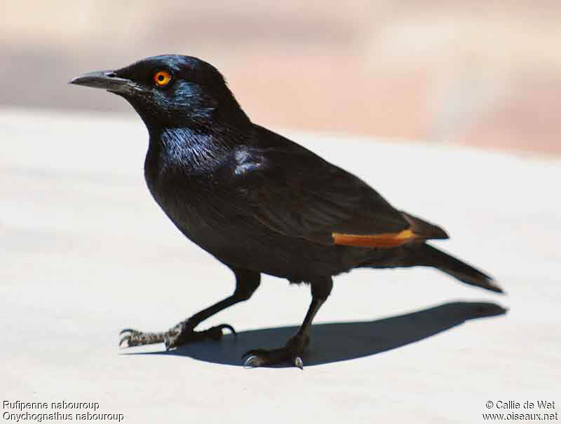 Pale-winged Starlingadult