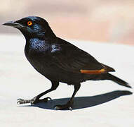 Pale-winged Starling