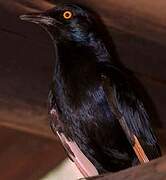 Pale-winged Starling