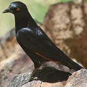 Pale-winged Starling