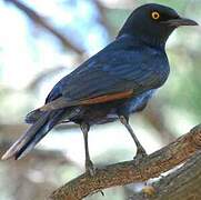 Pale-winged Starling