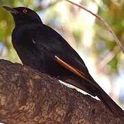 Pale-winged Starling