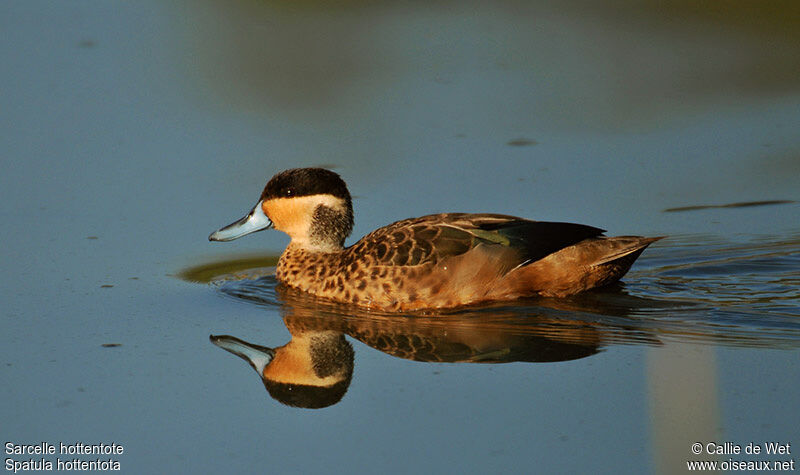 Blue-billed Tealadult