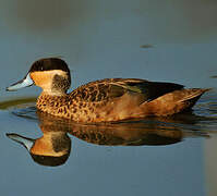 Hottentot Teal