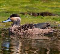 Blue-billed Teal