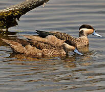 Blue-billed Teal