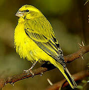 Serin de Sainte-Hélène