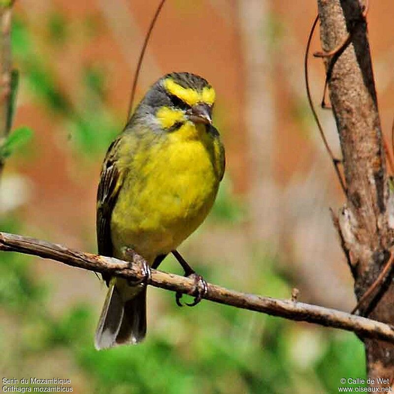 Serin du Mozambique mâle adulte