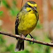 Yellow-fronted Canary