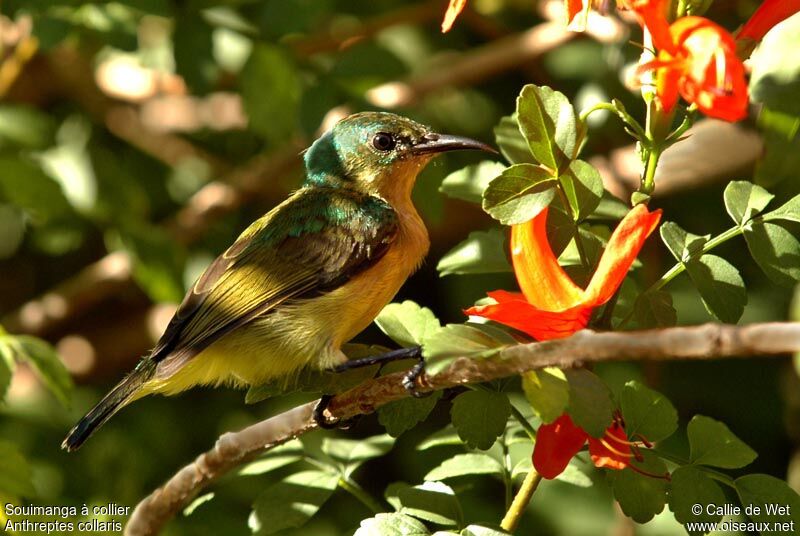 Collared Sunbird female adult