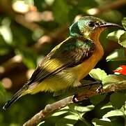 Collared Sunbird