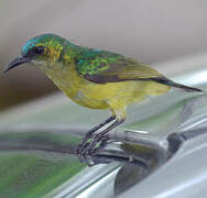 Collared Sunbird