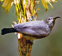 Greater Double-collared Sunbird