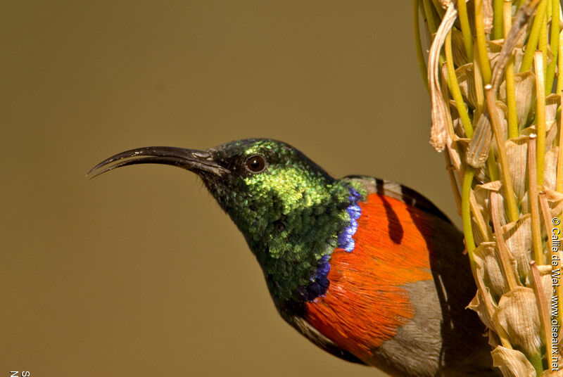 Greater Double-collared Sunbird male