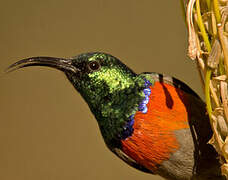 Greater Double-collared Sunbird