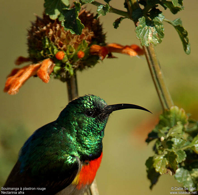 Greater Double-collared Sunbird male