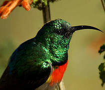 Greater Double-collared Sunbird