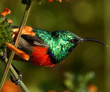 Greater Double-collared Sunbird