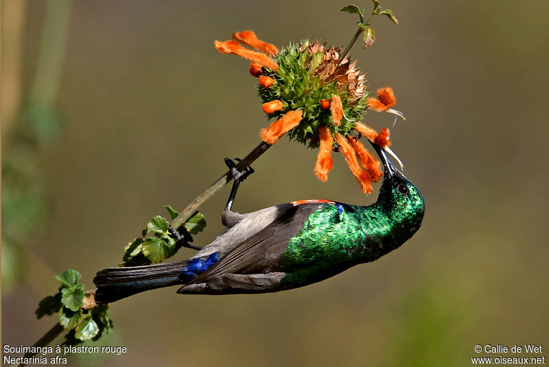 Greater Double-collared Sunbird male