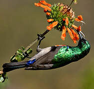 Greater Double-collared Sunbird