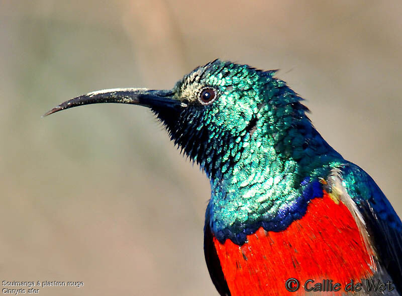 Greater Double-collared Sunbird male adult breeding