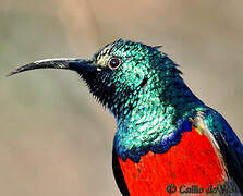 Greater Double-collared Sunbird