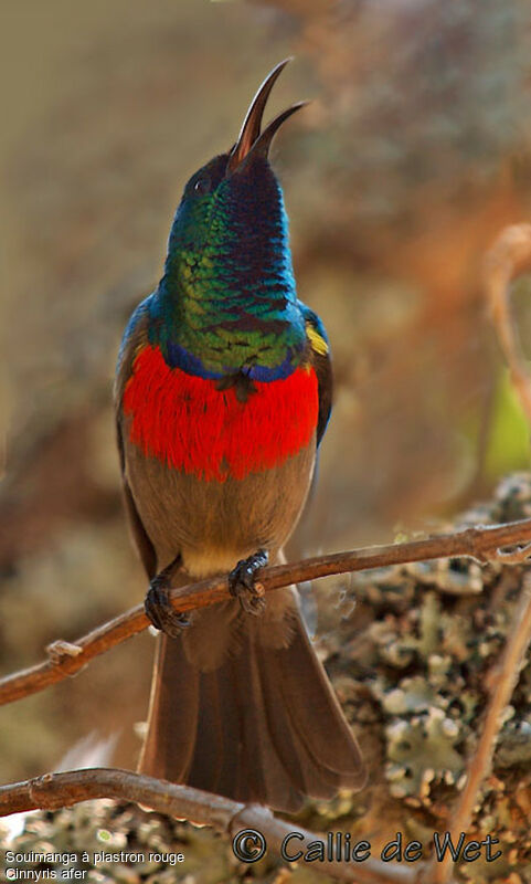 Greater Double-collared Sunbird male adult breeding
