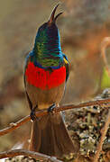 Greater Double-collared Sunbird