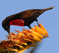 Scarlet-chested Sunbird