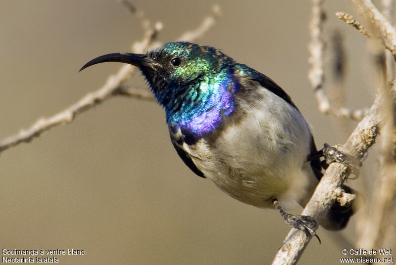 White-bellied Sunbird male