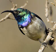 White-bellied Sunbird