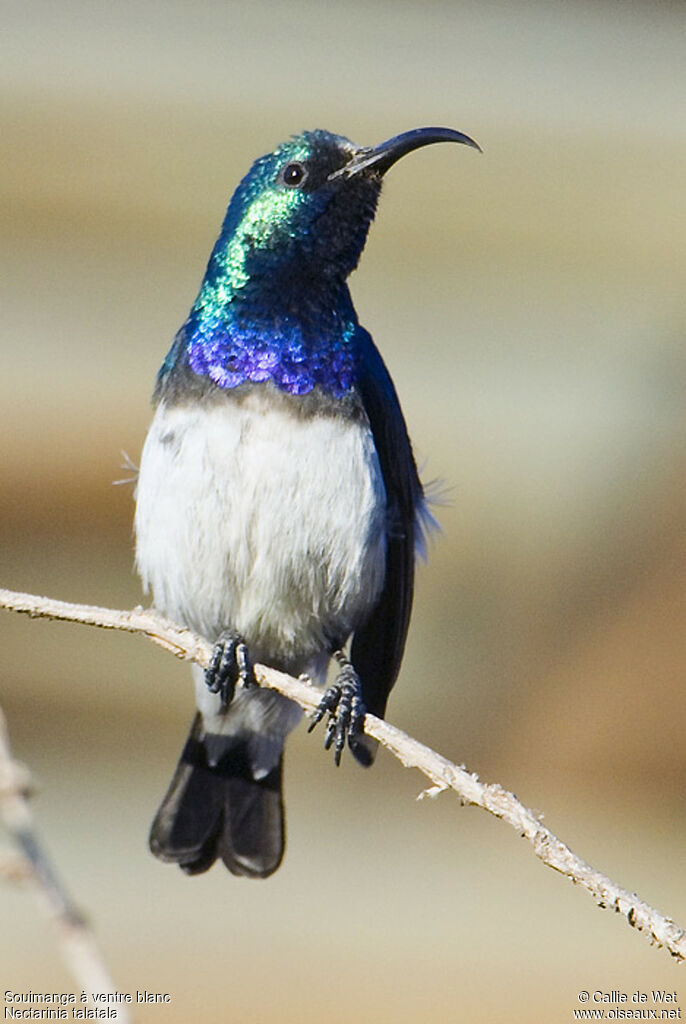 White-bellied Sunbird male