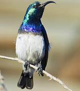 White-bellied Sunbird