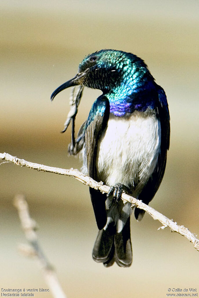 White-bellied Sunbird male