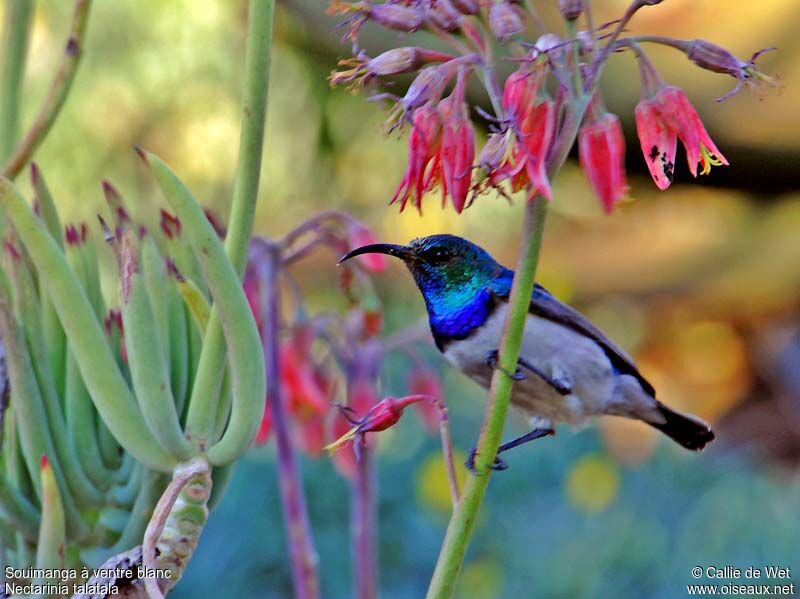 White-bellied Sunbird male adult