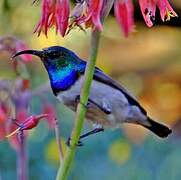 White-bellied Sunbird