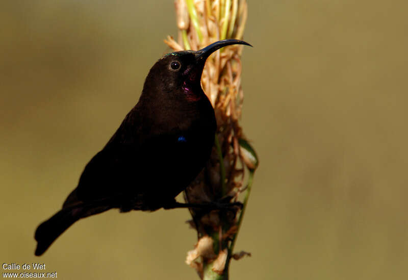 Amethyst Sunbird male, identification