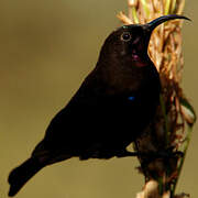 Amethyst Sunbird