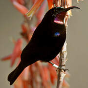 Amethyst Sunbird