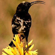 Amethyst Sunbird