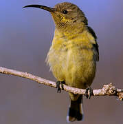 Amethyst Sunbird