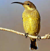 Amethyst Sunbird