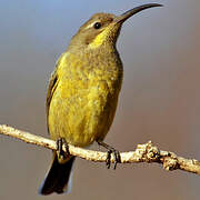 Amethyst Sunbird